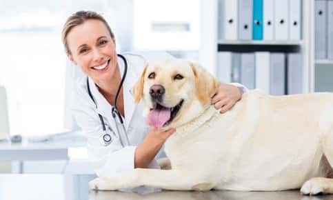 An image of a dog laying on an examination table at the vet's office. A female veterinarian is gently petting the large blonde dog. 