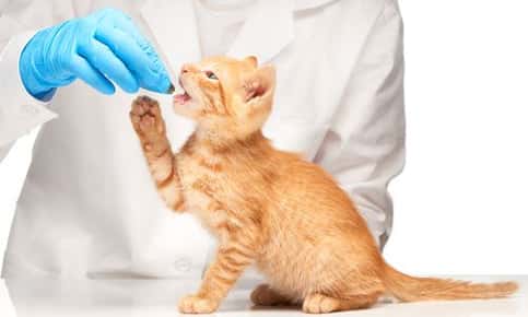 A picture of a veterinarian giving a small orange kitten a pill.