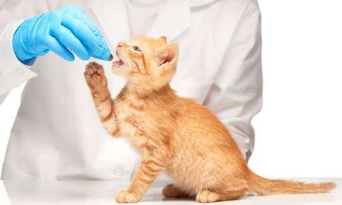 can you give a cat dog antibiotics