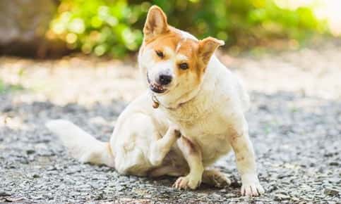 image of a dog scratching his chest with hindleg