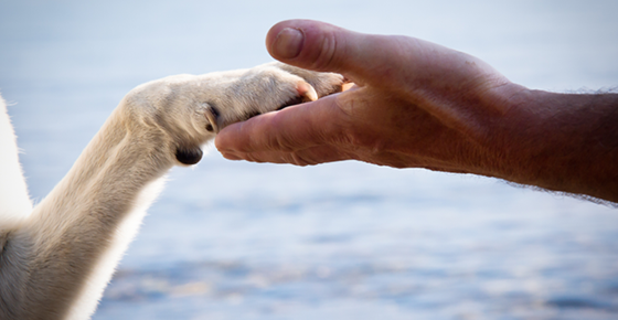 Image of hand holding a paw.