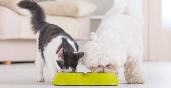 A cat and a dog eating out of the same bowl. 