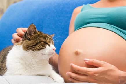 image of cat and pregnant lady's belly.