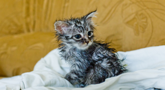 Wet kitten sitting on a towel.