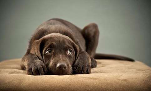 what causes puppy gastroenteritis