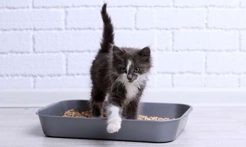 kitten litter box