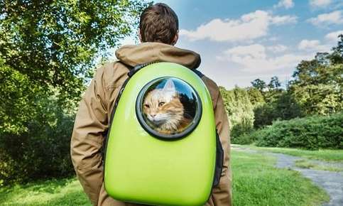 Kitten 2024 in backpack