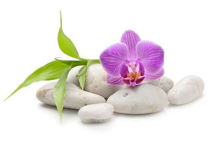 Image of a flower on top of rocks.