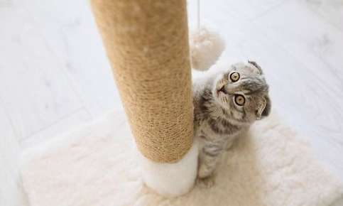 Cat scratching post