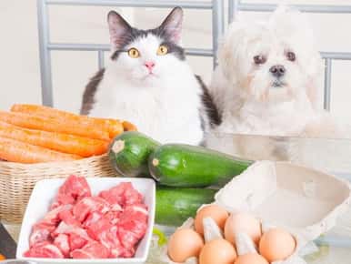 猫和狗的形象看食物
