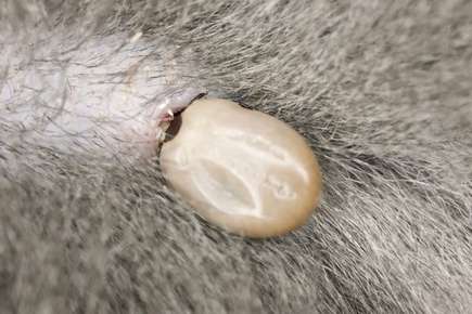 do ticks burrow under dog skin