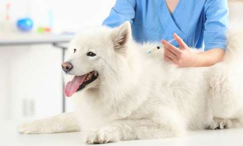 Dog receiving vaccination