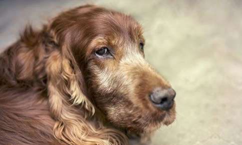 image of senior dog looking tired