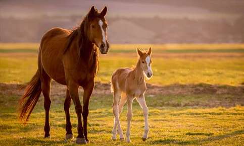 New foal walking with its mother