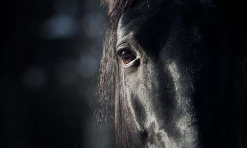 Equine night vision