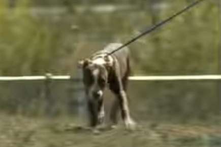 Image of dog on a leash