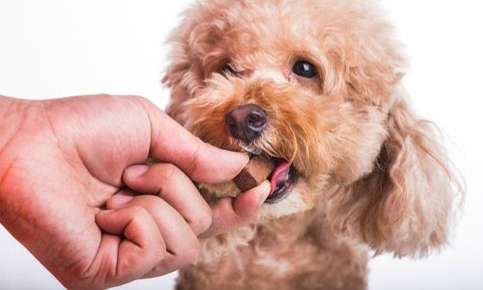 Dog being given heartworm medicine