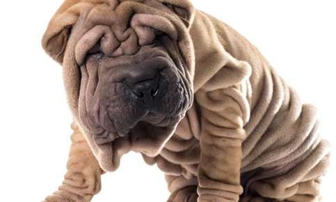 Dog with lots of wrinkles clearance on face