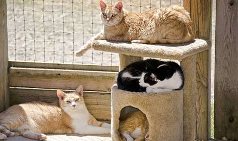 Cat in a cat enclosure outside. 