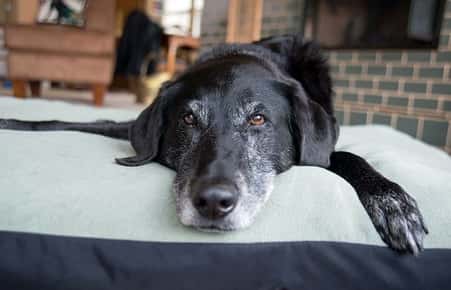 Image of an old dog on a dog bed. 