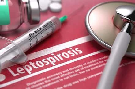 Image of a paper that says "leptosporosis".