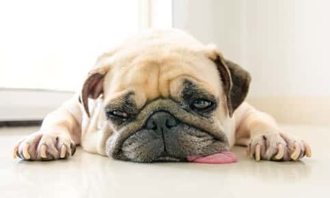 Image of a sad pug.