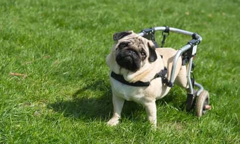 image of a pug in a wheelchair. 
