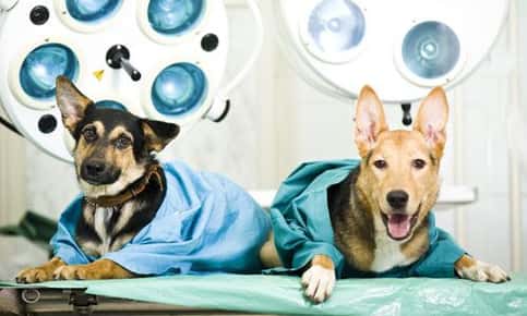 Image of dogs after surgery. 