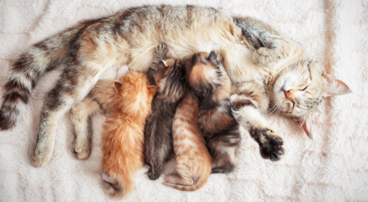 Kittens with nursing mother