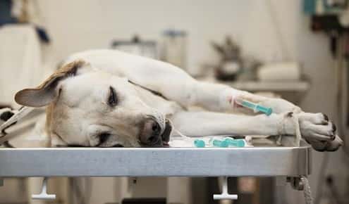 Image of a dog in the emergency room. 