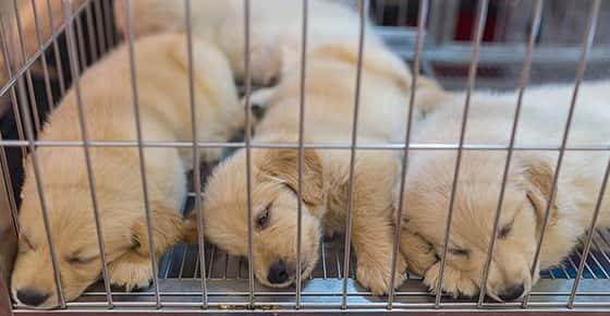 Image of puppies sleeping in a cramped wire cage on a hard wire floor. 