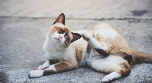 Cat scratches his ears and head.
