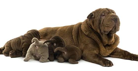 Image of a mom dog nursing her litter. 