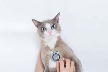 猫在兽医的形象。