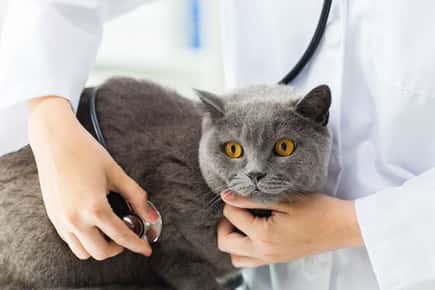 image of cat at vet. 