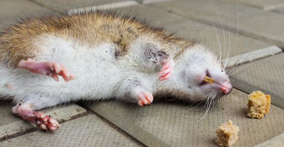 Image of a dead rat next to bait. 