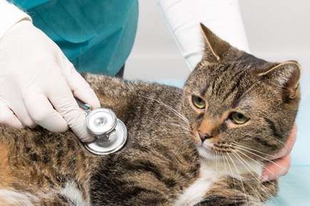 Heart Disease in Cats | Veterinarian in Pfafftown, NC | Charlotte's Ark