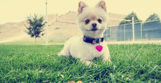 Image of a dog wearing a collar with ID tag. 