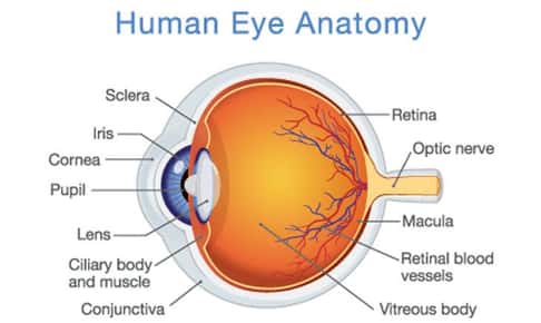 Image of the anatomy of a human eye.