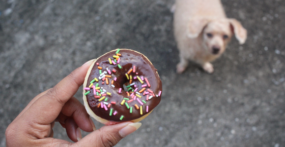 Image of a dog and chocolate doughnut. 