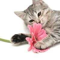 Gray kitten with a pink flower. 