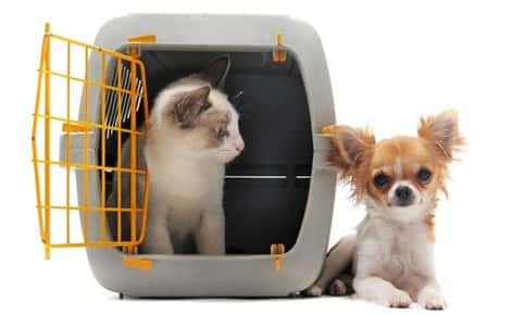 An image of a cat inside a travel carrier that is staring at a long haired chihuahua that is comfortably lying next to the carrier. 