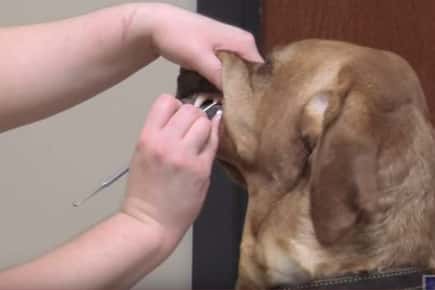 Image of dog getting teeth examined.