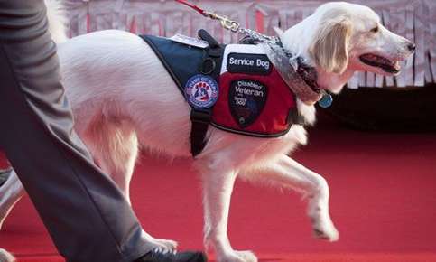 Golden retriever service dog.