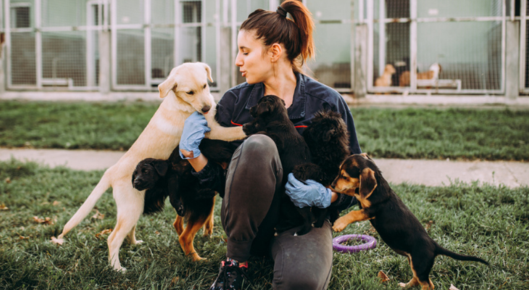 Woman working at a dog shelter