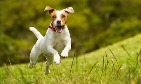Jack Russell Terrier running through field