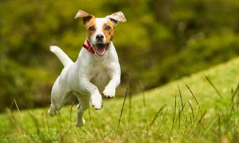 Jack Russell Terrier running through field