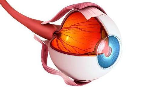 Anatomically correct eye showing retina