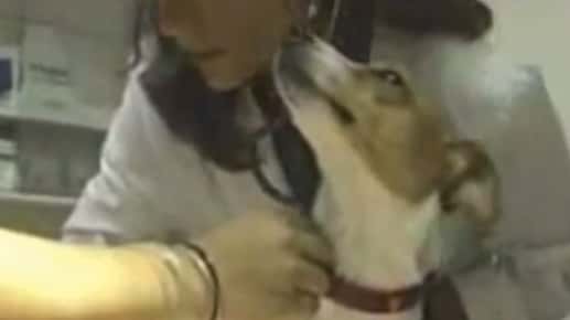 Image of dog being held by a veterinarian.