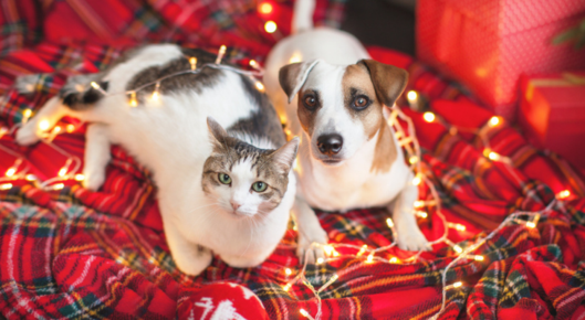 Cat and dog wrapped in Christmas decorations